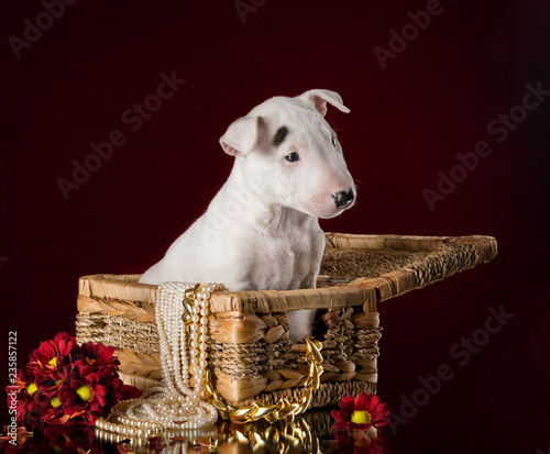 miniature bull terrier puppy studio composition