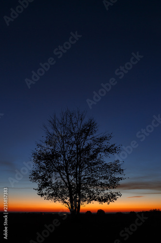 Tree on sky background during sunset.