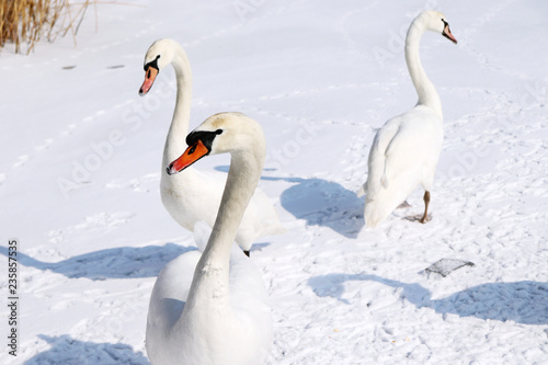 Snow-white swans swimming and walking in the half frozen water or river covered with snow and ice in winter.
