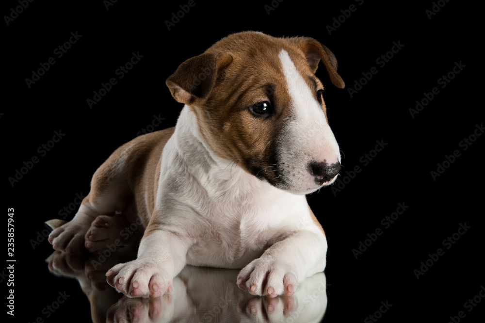 miniature bull terrier puppy studio