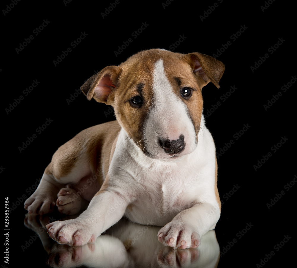 miniature bull terrier puppy studio