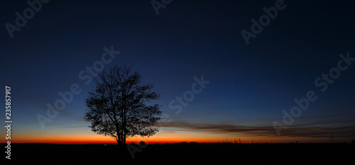 Fototapeta Naklejka Na Ścianę i Meble -  Panoramic landscape with a tree on the background of a cloudless sky during sunset.