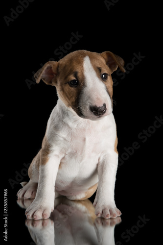 miniature bull terrier puppy studio