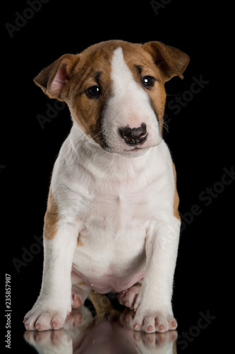 miniature bull terrier puppy studio