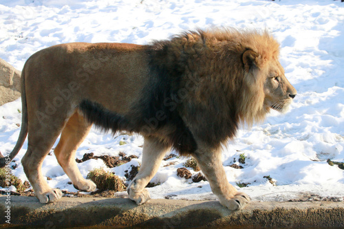 L  we  Panthera leo  geht im Schnee