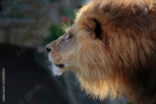  Löwe (Panthera leo) Portrait