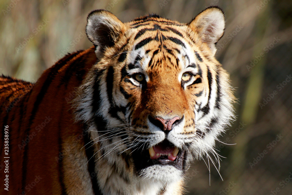 Sibirische Tiger Panthera Tigris Altaica Oder Amurtiger Portrait Sibirische Tiger Panthera Tigris Altaica Oder Amurtiger Portrait