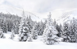 Winter landscape of mountains in fir tree forest and glade in snow. Carpathian mountains