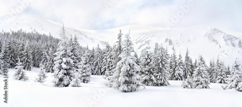 Zimowy krajobraz gór w lesie jodły i polany w śniegu. Góry Karpaty