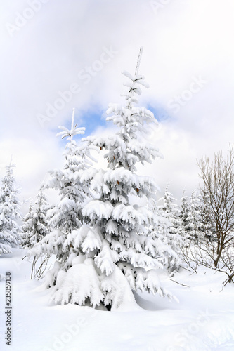Winter landscape in fir tree forest and glade in snow. Carpathian mountains