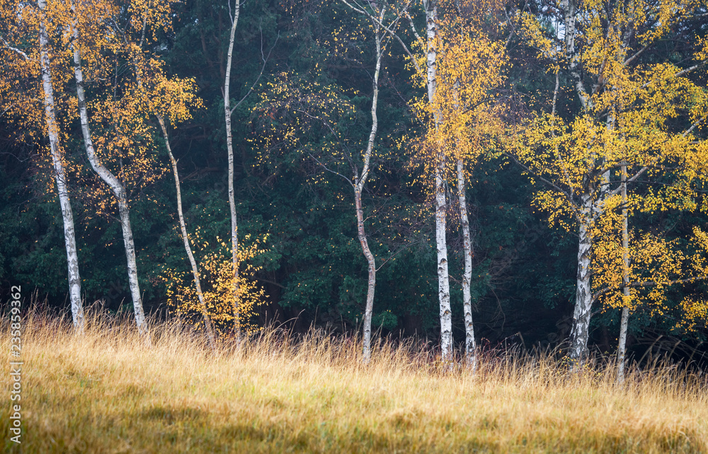 Fototapeta premium Silver Birch Trees in Autumn