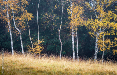 Silver Birch Trees in Autumn