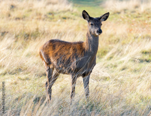 Female Deer in Parkland