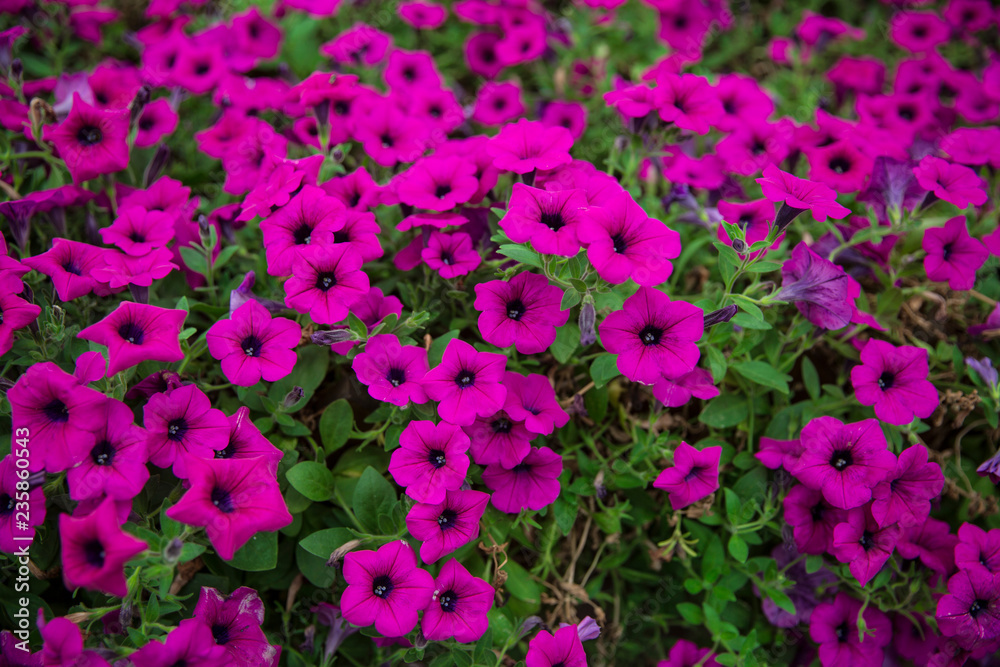 Naklejka premium A purple morning glory