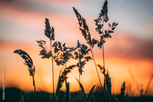 Sunset Behind Grass