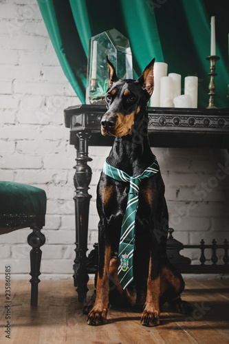 Dog breed Doberman inside © OlgaOvcharenko