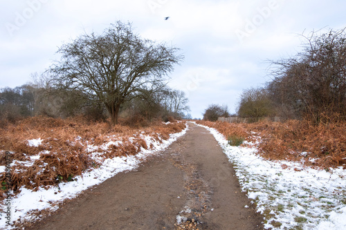 Winter landscape in Richmond Park. Late autumn leaves and snow-covered ground. photo