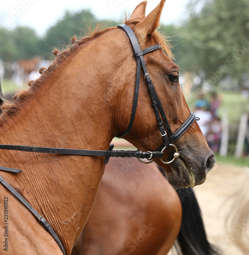 Fototapeta Naklejka Na Ścianę i Meble -  Sport horse portrait during dressage competition