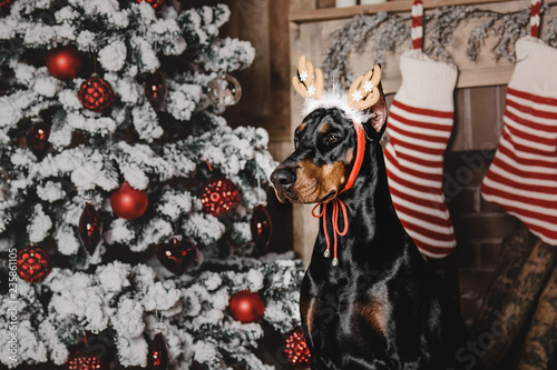 Beautiful doberman dog, holiday, New Year, interior, christmas