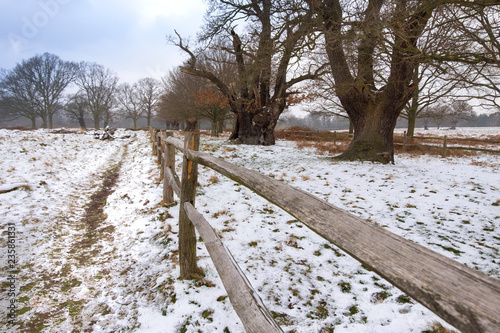 Empty alley in the park. Wooden fence and majestic trees in Richmond Park photo