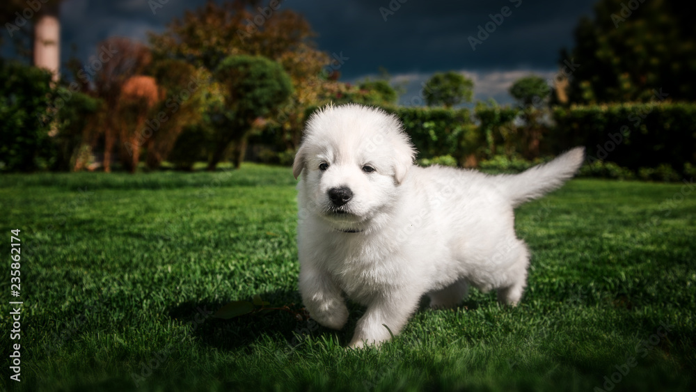 white swiss shepherd small puppy outside