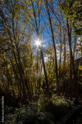 Granada, Spain; November 07, 2018: Forest of Granada called the Enchanted Forest or Route of the Dehesa del Camarate in autumn photo