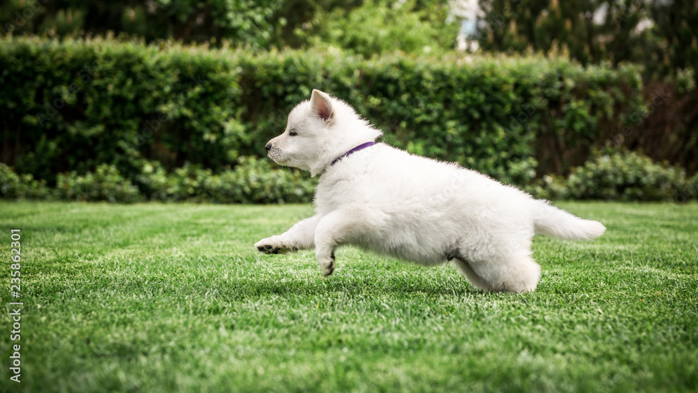 white swiss shepherd small puppy outside white swiss shepherd small puppy outside