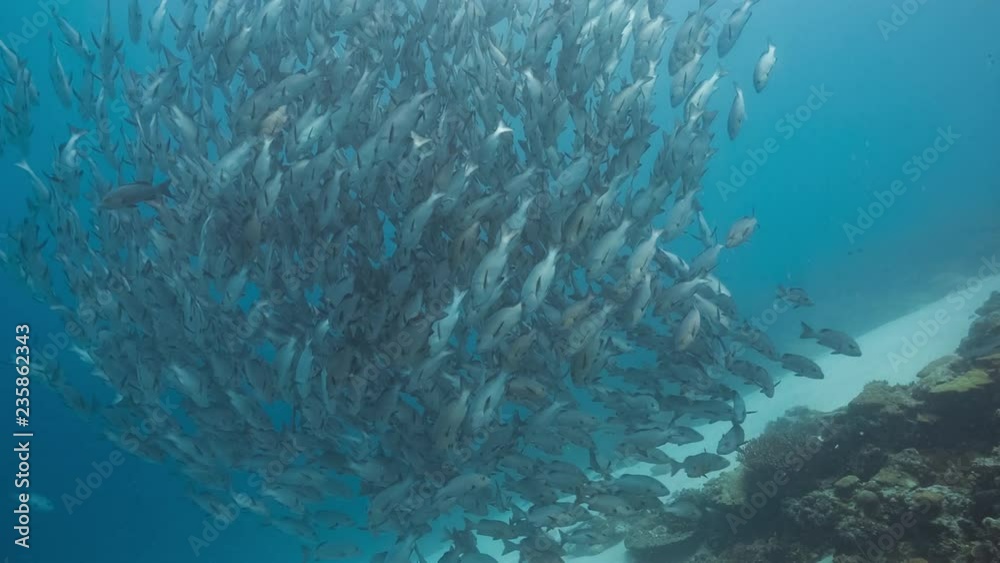 Late school of fish (Red Snappers) spiral down to coral reef Late school of fish (Red Snappers) spiral down to coral reef