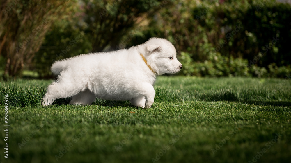 Obraz premium white swiss shepherd small puppy outside