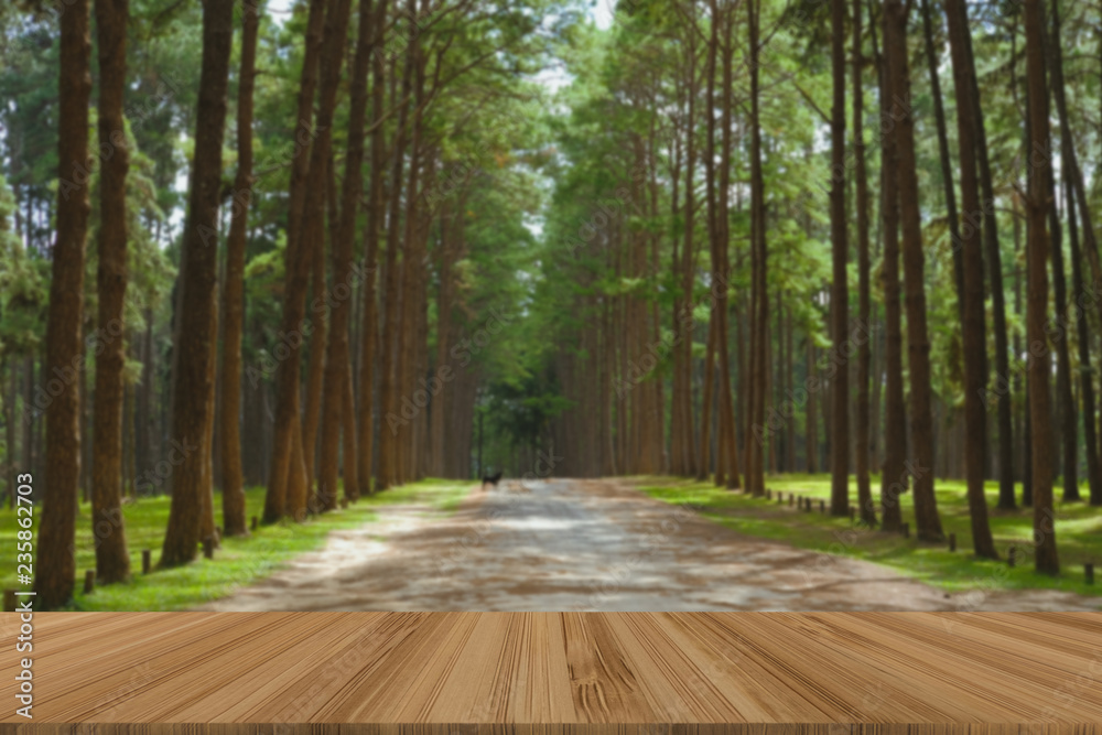 Obraz premium pine tree trunk in coniferous forest