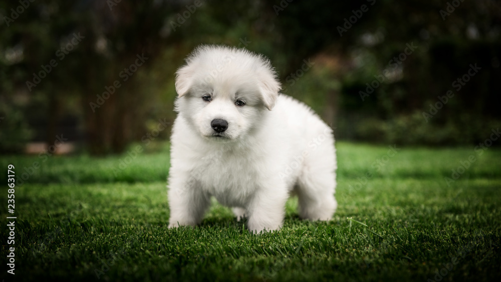 white swiss shepherd small puppy outside