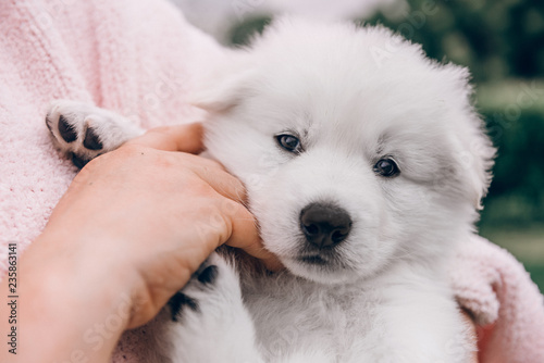 white swiss shepherd puppy outside