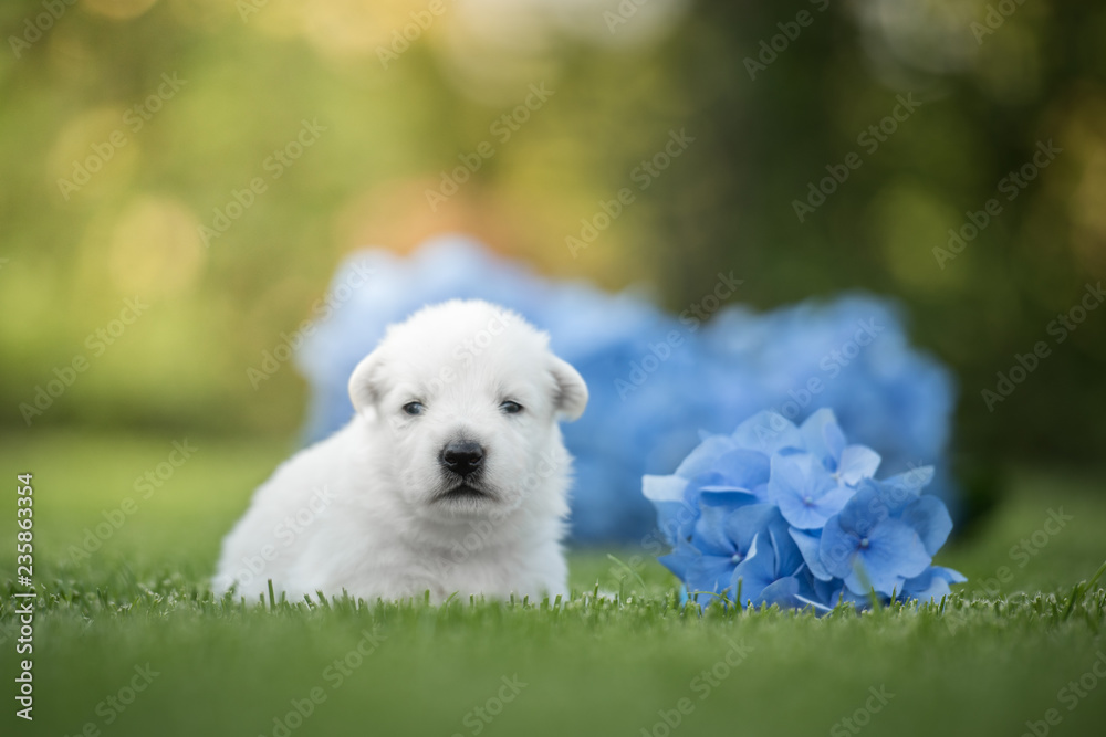 white swiss shepherd puppy outside