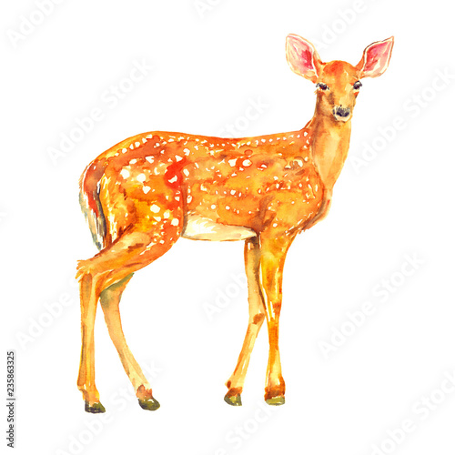 Young mule deer (Odocoileus hemionus) standing, isolated watercolor illustration