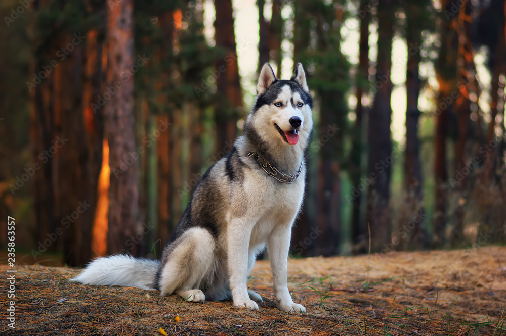 Fényképezés Siberian husky dog in autumn forest - az Europosters.hu