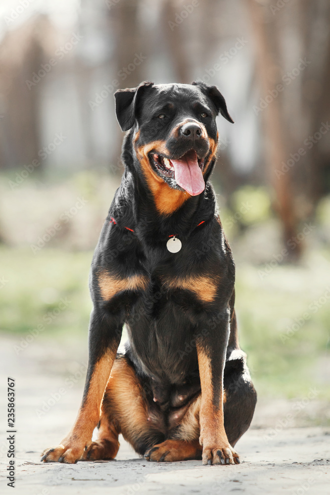 Beautiful Rottweiler dog
