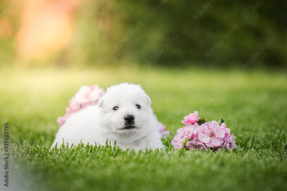 white swiss shepherd small puppy outside