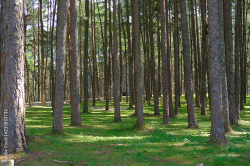 pine tree trunk in coniferous forest