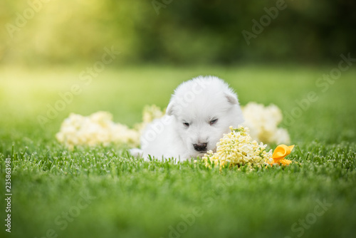 white swiss shepherd small puppy outside
