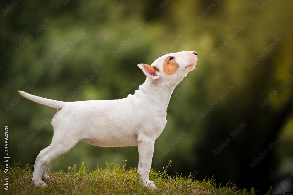 standard english bull terrier puppy outsie