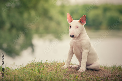 standard english bull terrier puppy outsie photo