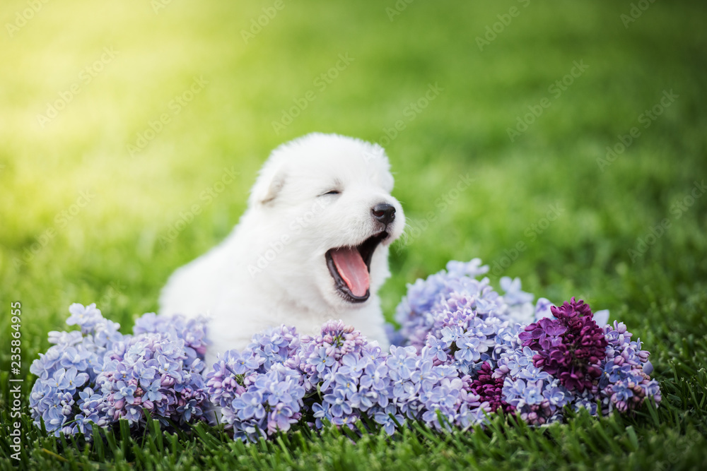 white swiss shepherd small puppy outside