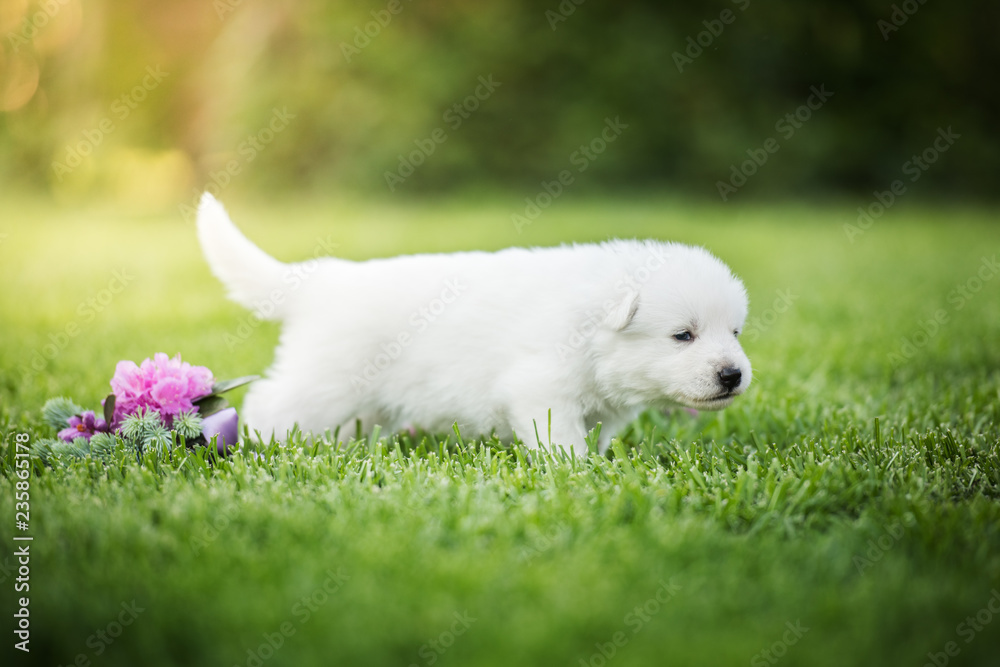 white swiss shepherd small puppy outside white swiss shepherd small puppy outside