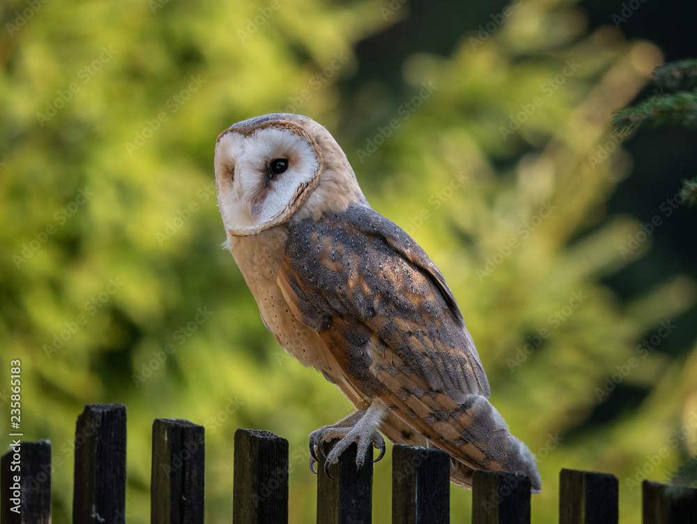 Naklejka Barn owl (Tyto alba) sitting on a wooden fence. Forest in background. Barn owl portrait. Owl sitting on fence. Owl on fence.