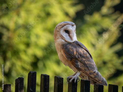Tableau sur toile Barn owl (Tyto alba) sitting on a wooden fence