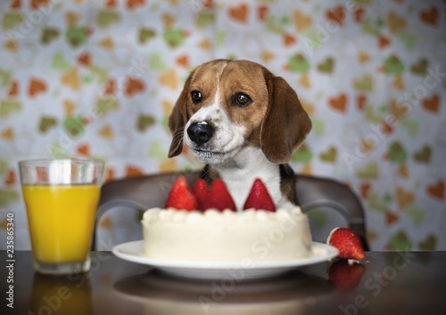 Dog with birthday cake photo