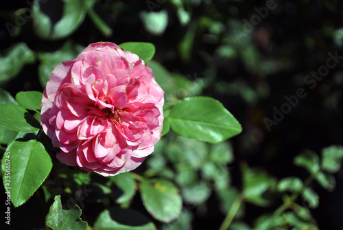 Pink terry rose blooming on green bush  petals close up detail  soft blurry bokeh background  top view