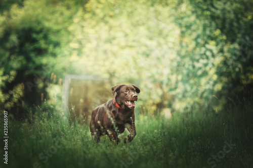 Labrador retriever dog walking on green grass. Dog outdoor