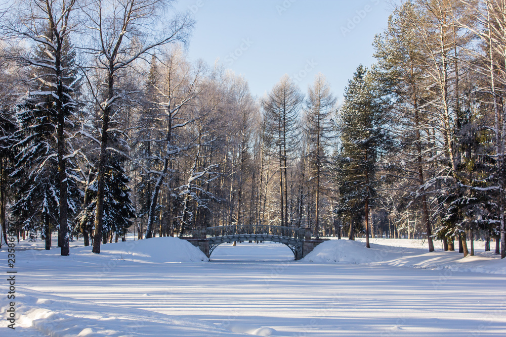 Fototapeta premium Winter landscape in clear weather. Morning bright sun. Snow plays shine. Frosty Snow Park