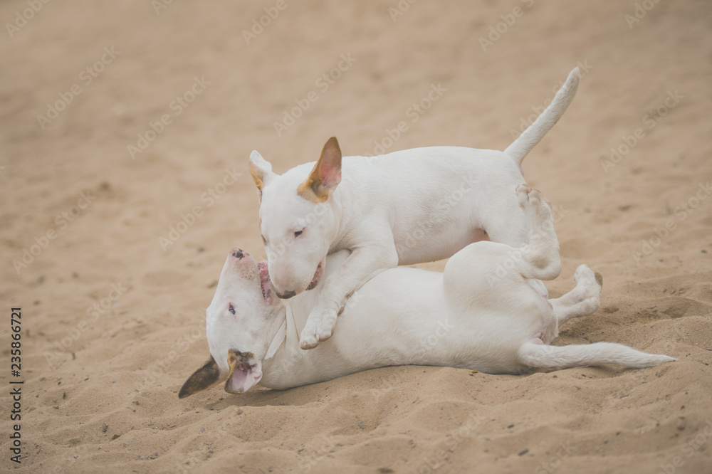 standard english bull terrier puppy outside